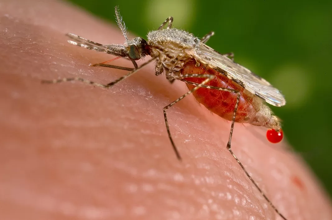 Researchers Develop Model to Detect Malaria Amid Venezuelan Gold Rush