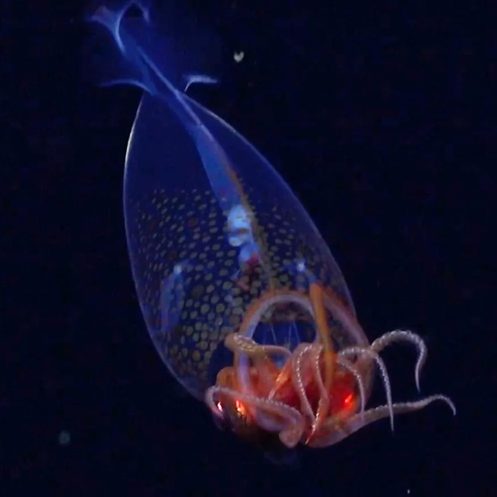 squid_scmidt_250416_hpMain_square.jpg