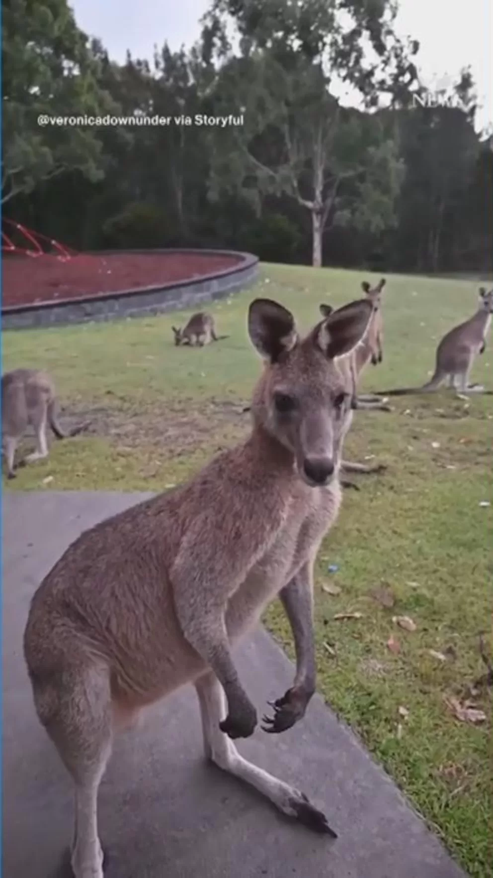 250501_abc_social_kangaroo_vert_hpMain_9x16.jpg