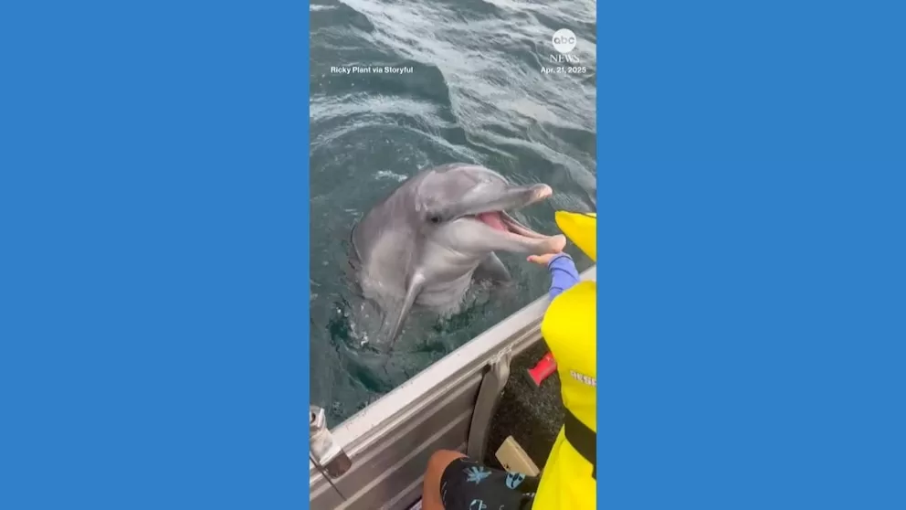 250503_abc_social_dolphin_encounter1_hpMain_16x9.jpg