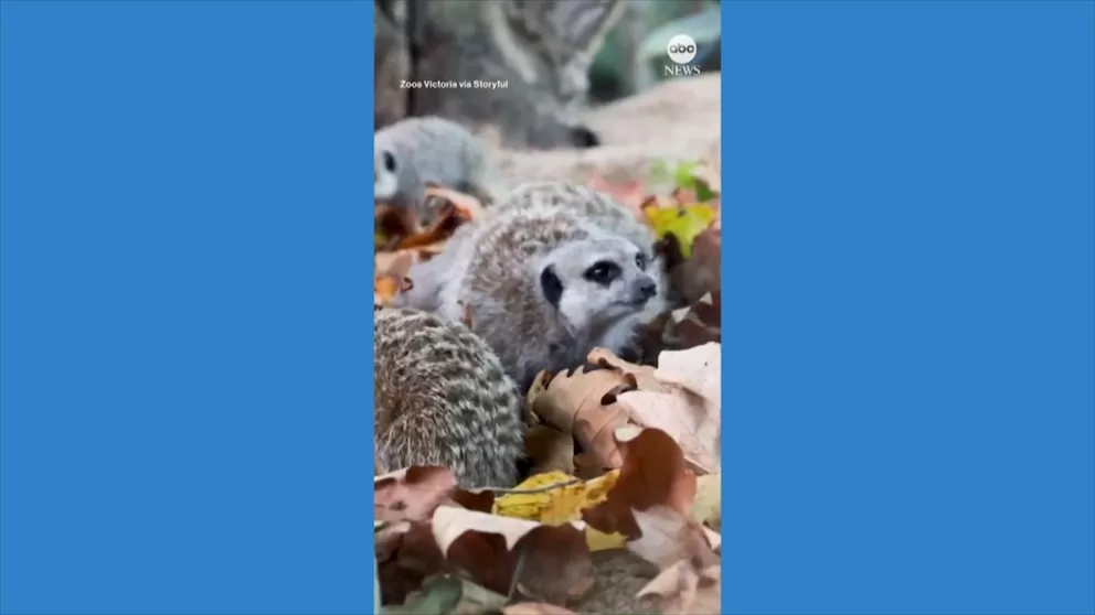 250504_abc_social_monkey_meerkat_hpMain_16x9.jpg