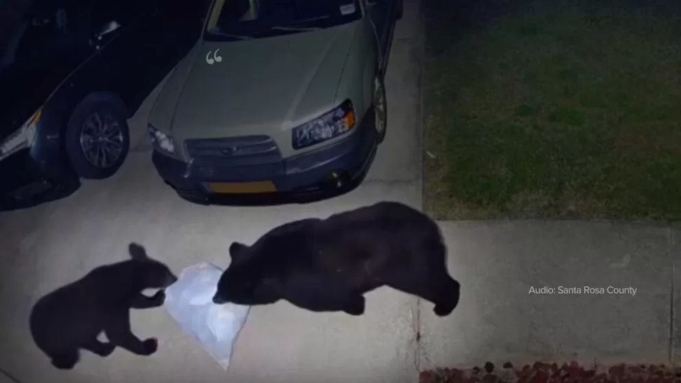 WATCH: Man hospitalized after bear attack while protecting dog in Gulf Breeze, Florida