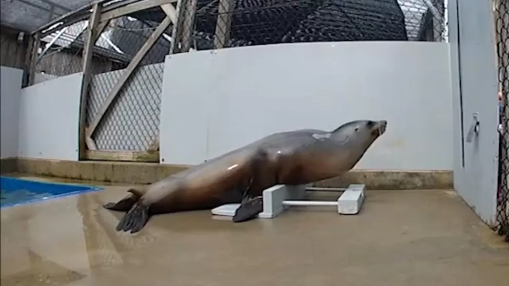 250519_gmafl_dancing_sea_lion_hpMain_16x9.jpg