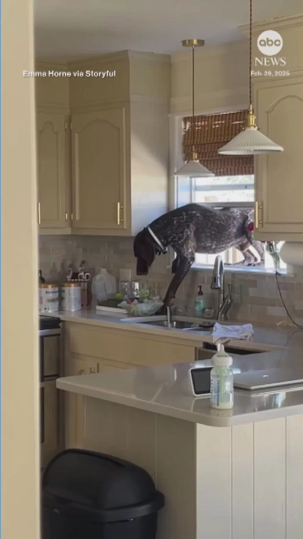 250520_abc_social_window_dog_hpMain_9x16.jpg