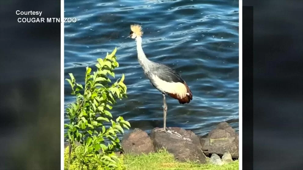 250523_gmafl_escaped_bird_hpMain_16x9.jpg