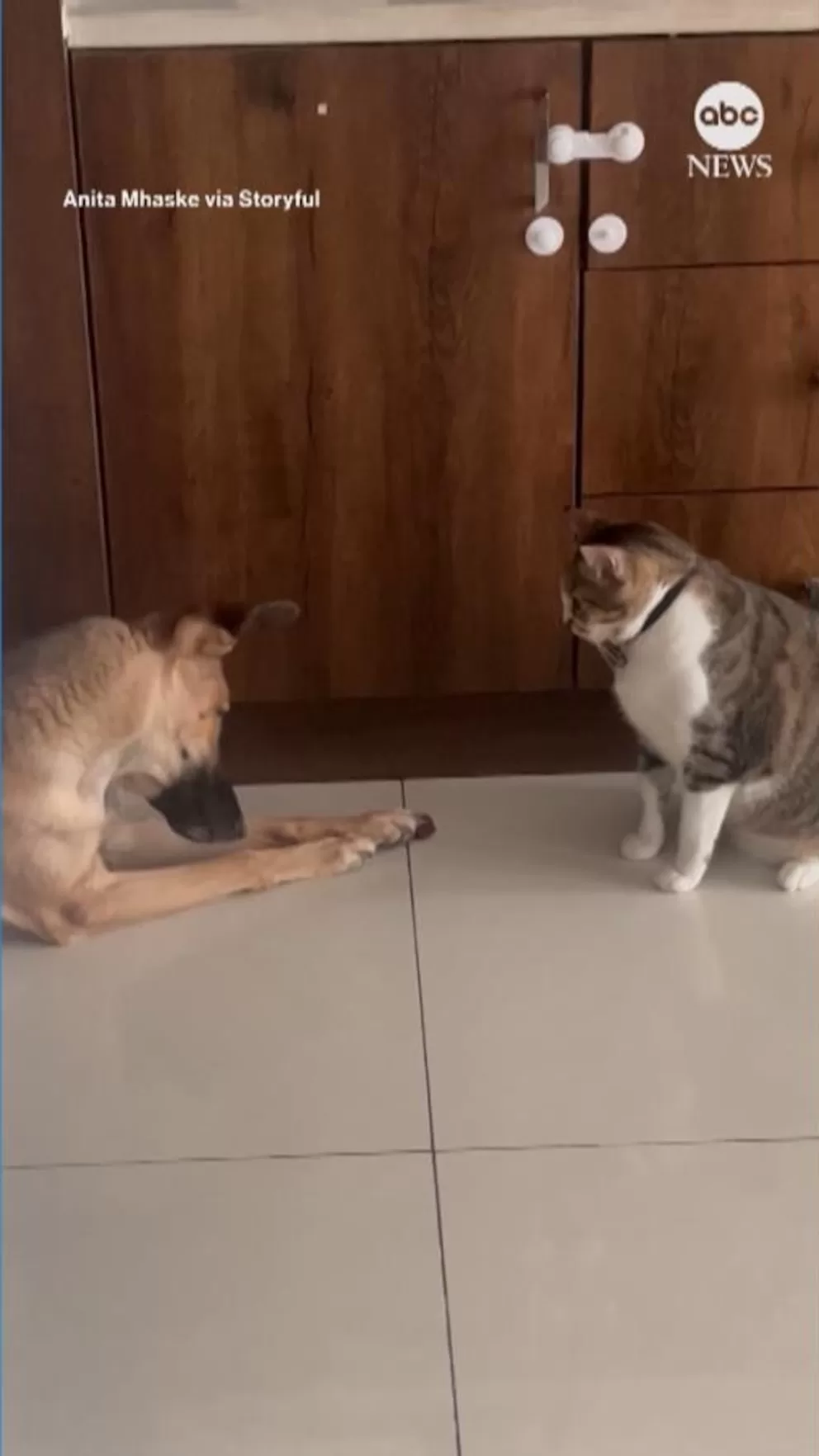 WATCH: Dog and cat face off for last bite of food