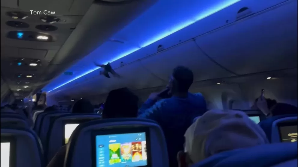 WATCH: Two pigeons make their way inside plane before takeoff