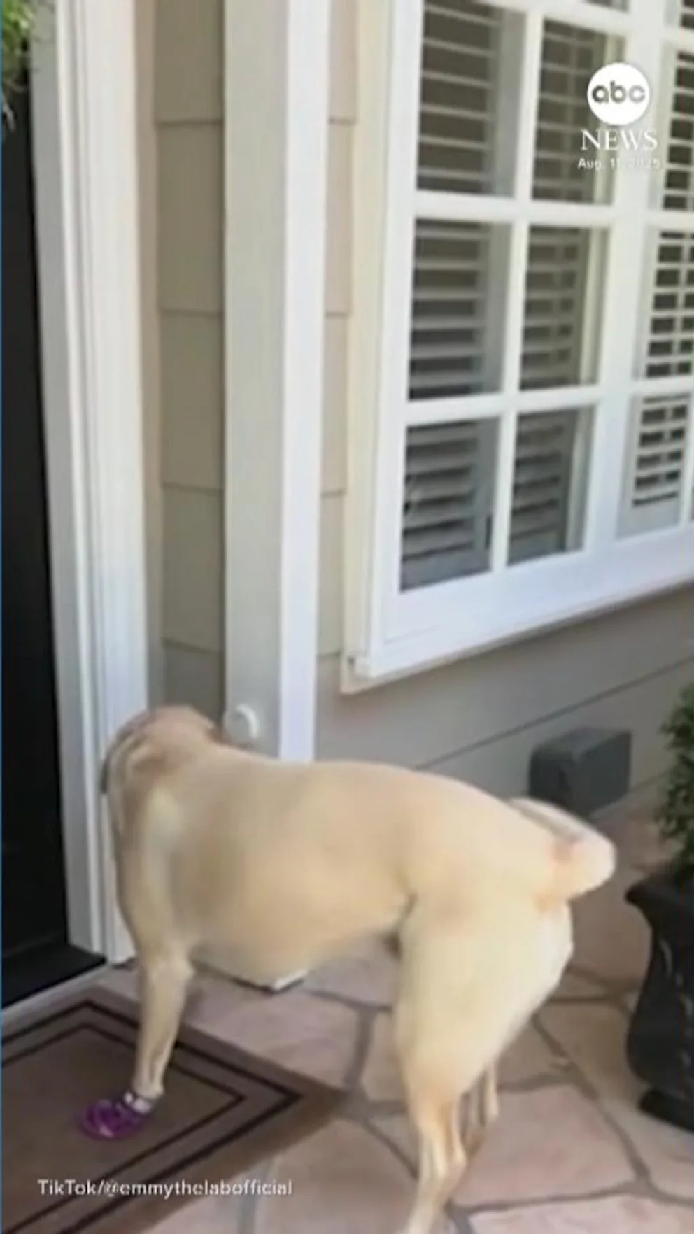 250811_abc_social_dog_with_doorbell_hpMain_9x16.jpg