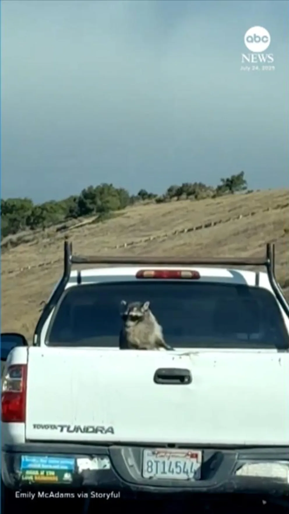 250813_abc_social_raccoon_pickup_truck_hpMain_9x16.jpg
