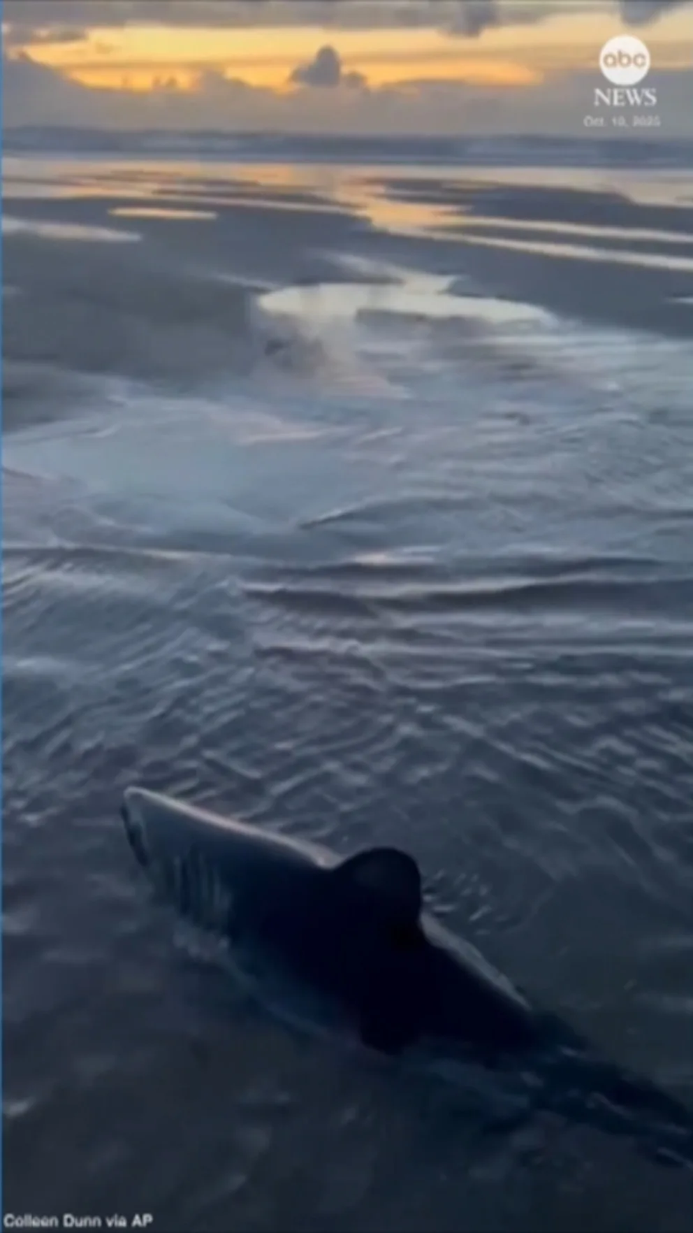 WATCH: Woman rescues baby shark washed up on Oregon beach