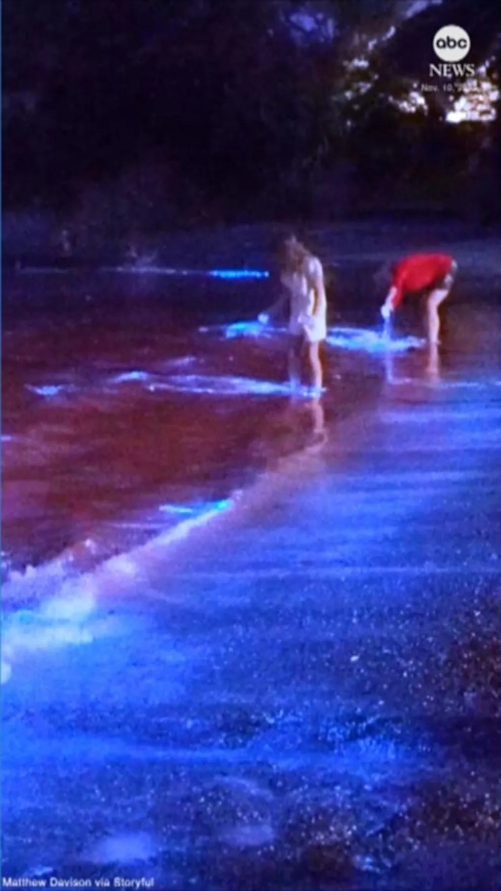 WATCH: Beautiful bioluminescence wows beachgoers in New Zealand