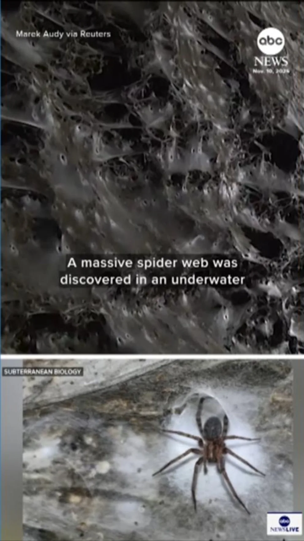WATCH: Massive spider web on Greece-Albania border might be world's largest