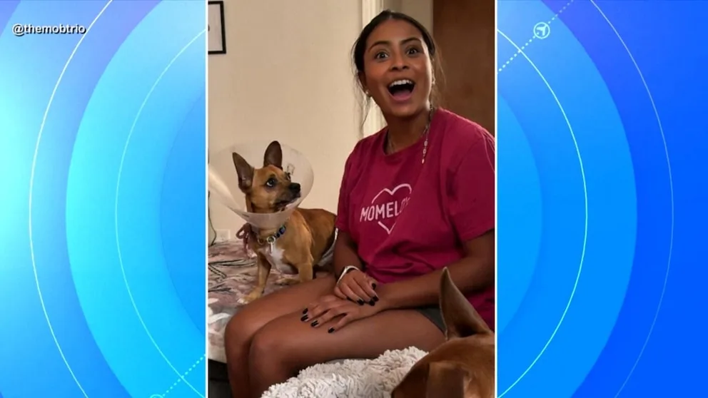WATCH: Chihuahua's viral moment hearing Spanish helps him find a home