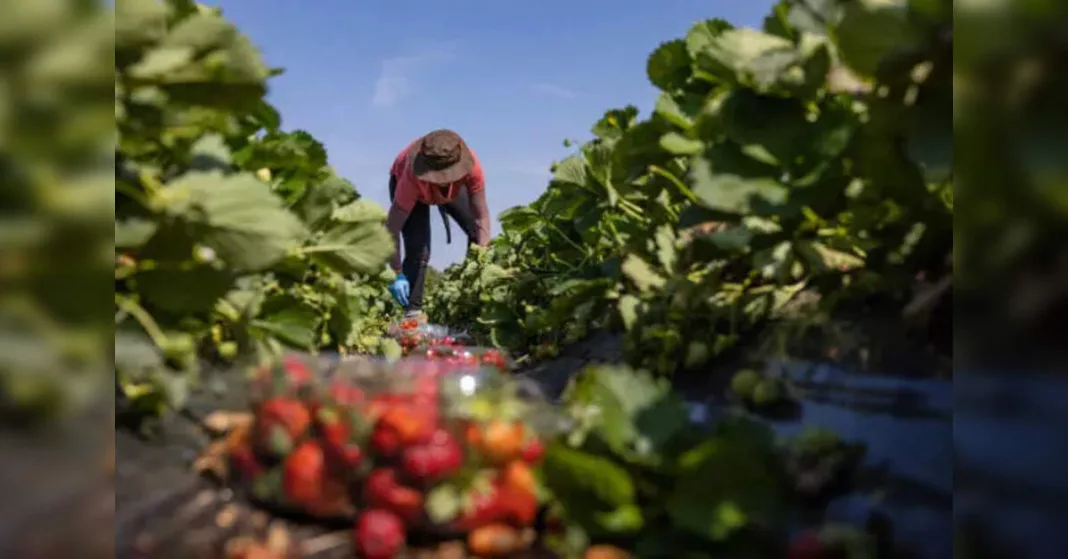 Alarmingly High Prevalence of Chronic Kidney Disease Among Agricultural Workers in Tamil Nadu, Study Reveals, ETHealthworld