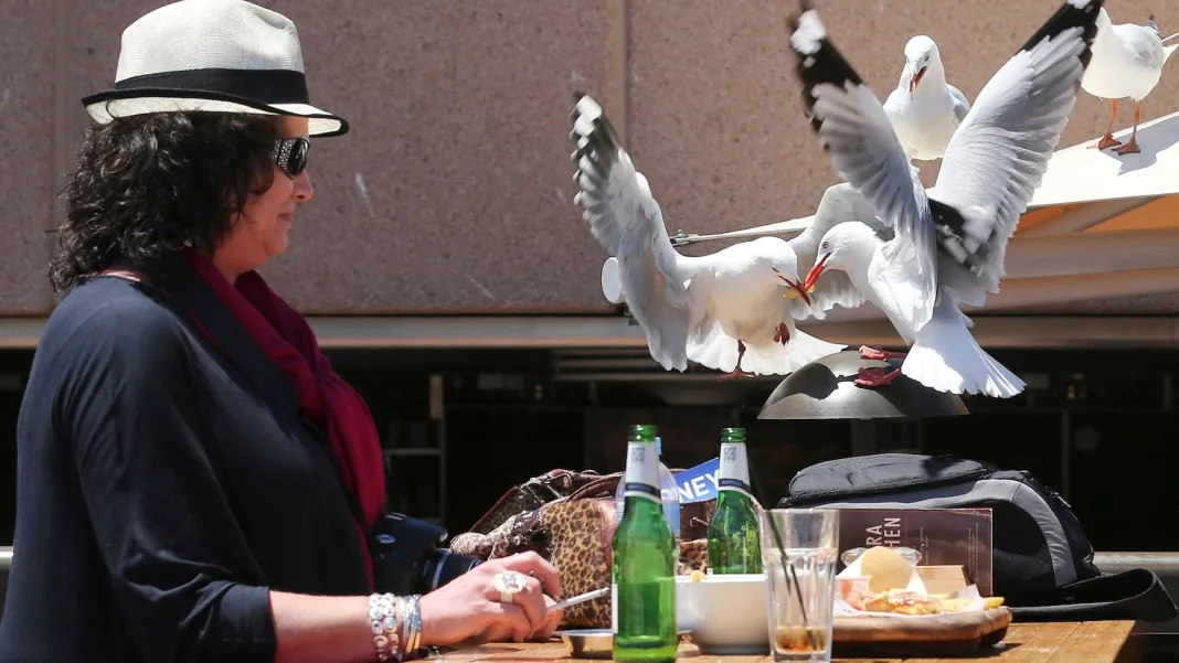 Seagulls more likely to leave you alone if you shout at them, researchers say