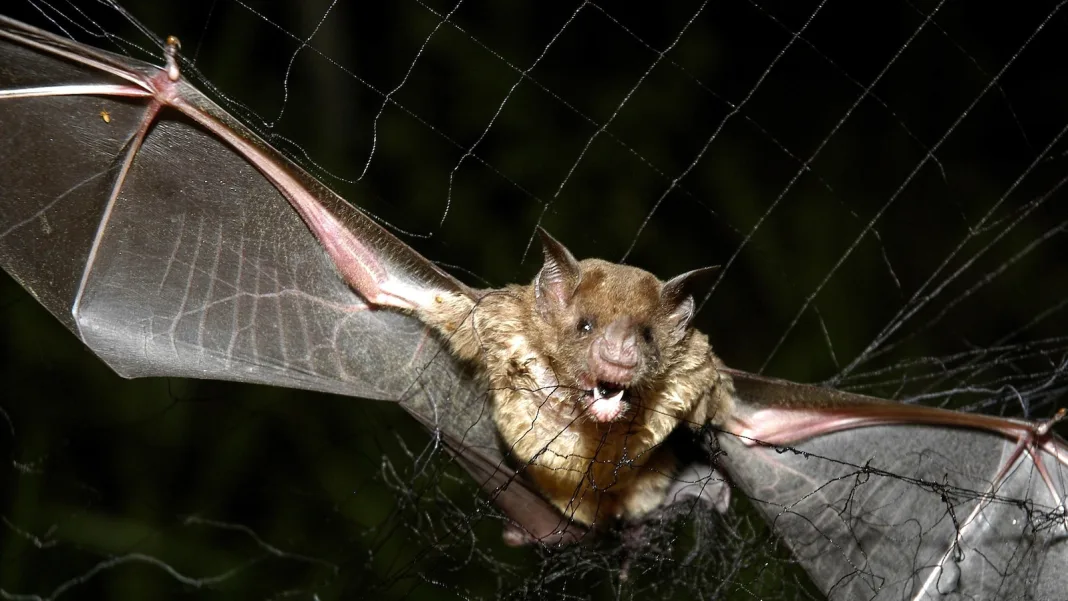 How tiny drones inspired by bats could save lives in dark and stormy conditions