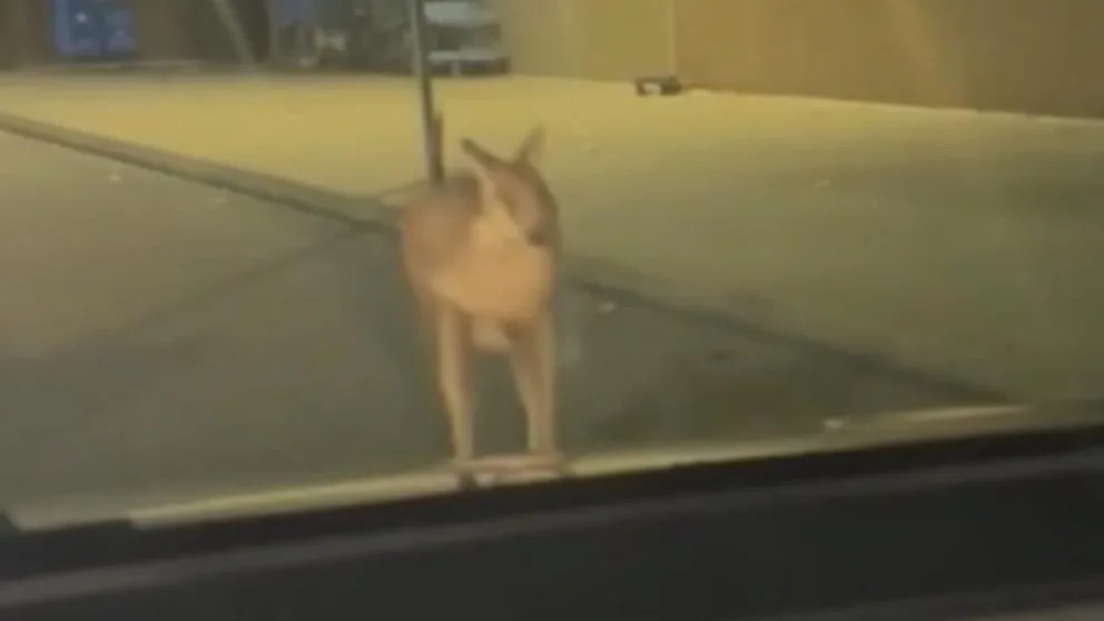WATCH: Wandering wallaby's escape ends at Walmart