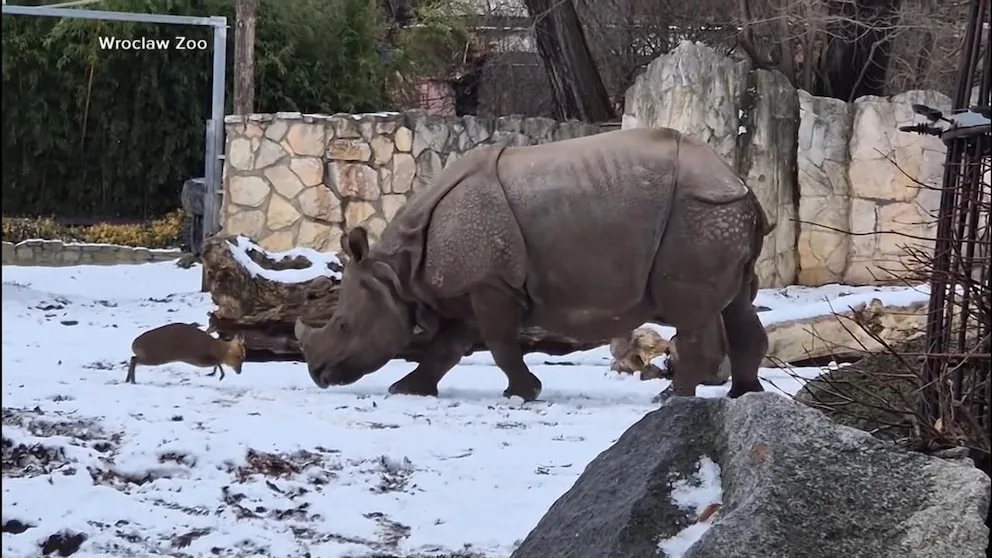 WATCH: Tiny deer has face off with rhino