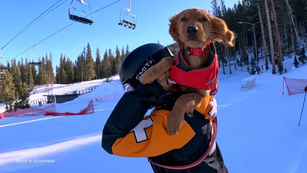 Video Puppy training for avalanche rescues rides the slopes on ski patroller’s shoulders