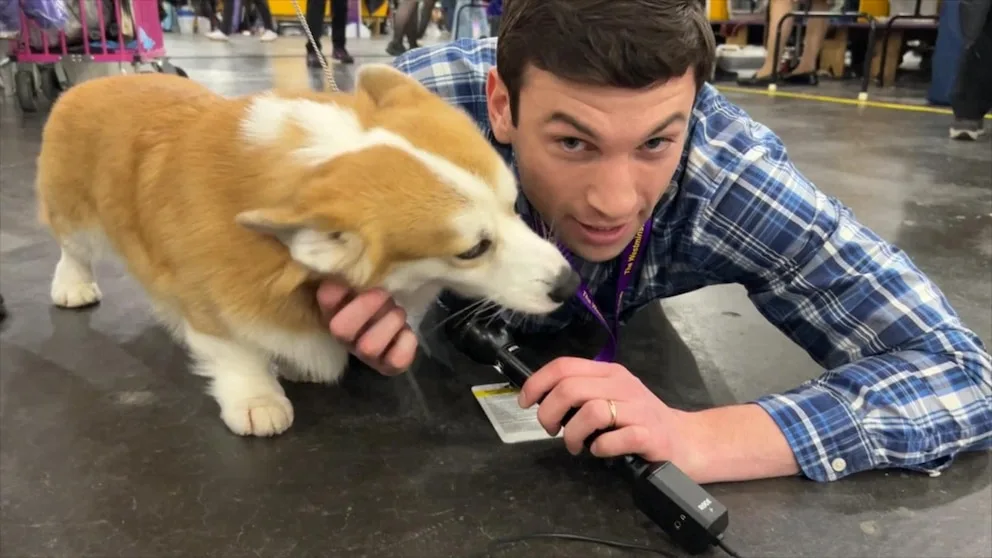 WATCH: Behind the scenes before Westminster's best in show
