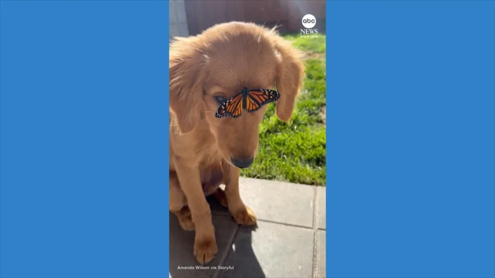 WATCH: Golden retriever puppy perplexed by butterfly perched on its face