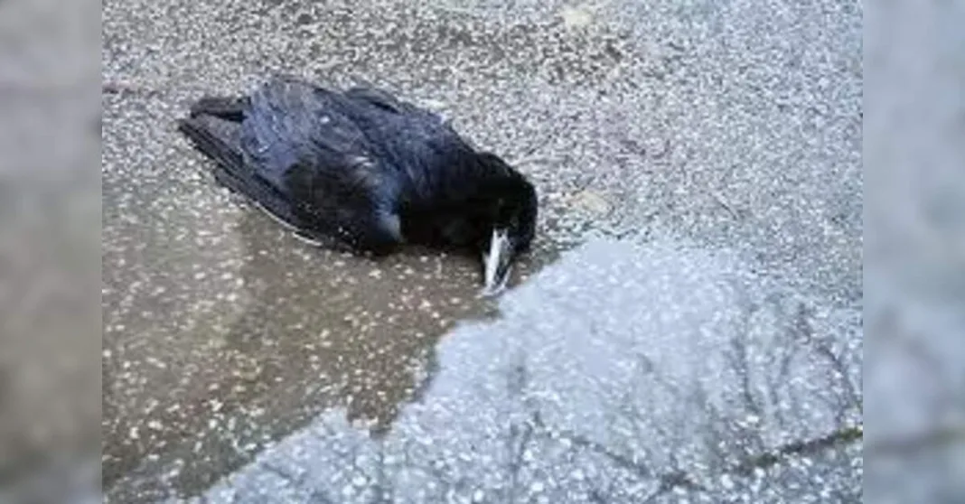 Tamil Nadu Government Issues High Alert Over Large-Scale Crow Deaths Amid Avian Flu Fears, ETHealthworld