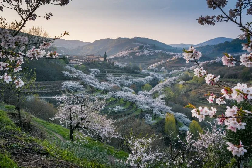 Forget Japan! The Netherlands’ Sakura Blooms Are Europe’s New Cherry Blossom Capital – Discover Why in 2026!