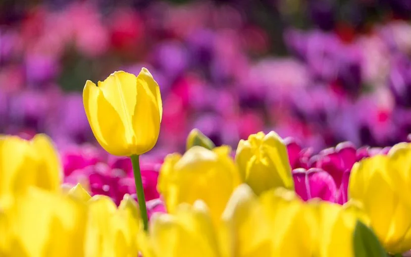 Srinagar 2026 Floral Renaissance: Record-Breaking Crowds Welcome the Bloom at Asia’s Premier Tulip Destination in Kashmir