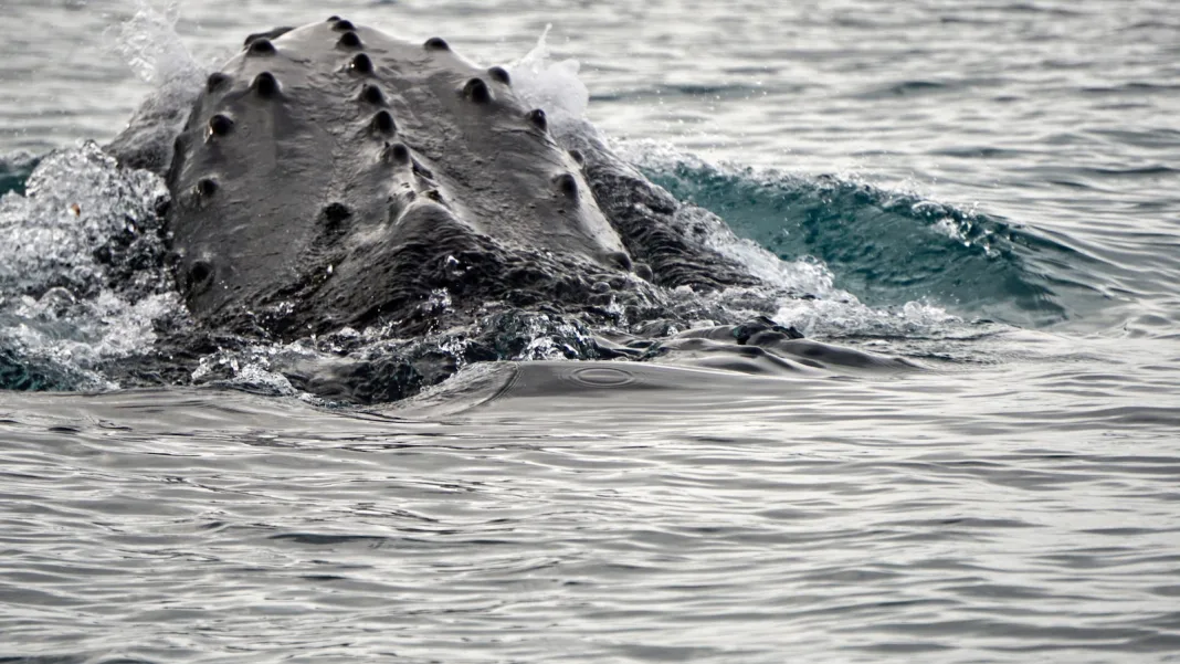 Scientists made a breakthrough in the study of whale sounds. Here’s a look at the numbers