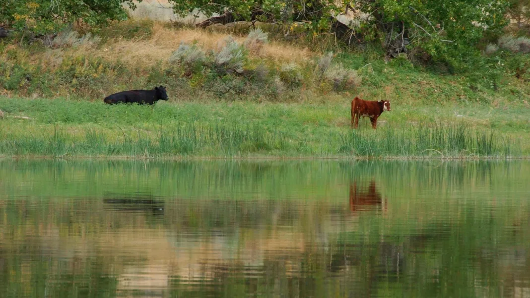 Trump administration cancels rule that made conservation a ‘use’ of public lands