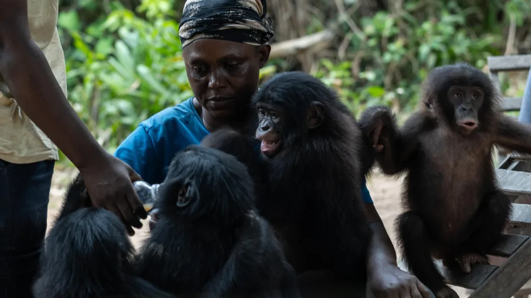 A rare sanctuary in Congo looks after baby bonobos away from poaching threat