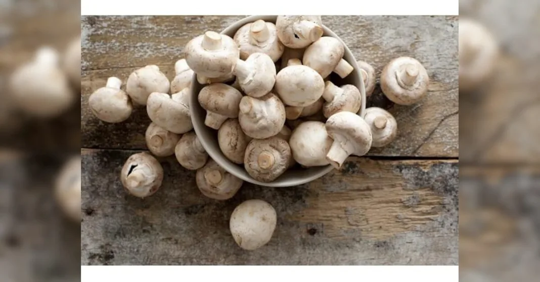 India’s mushroom production surges, led by Bihar, but challenges remain | Agriculture