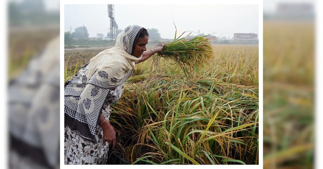 Give women farmers a fair field, reap ₹2 trillion more, says report | Economy & Policy News