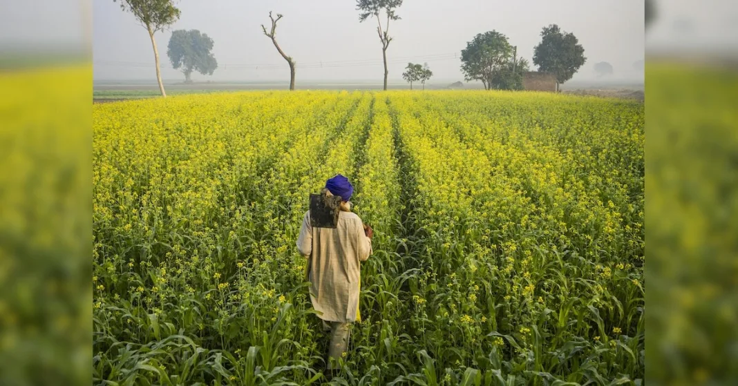 From food shortages to record harvests: How India learnt to feed itself | Economy & Policy News