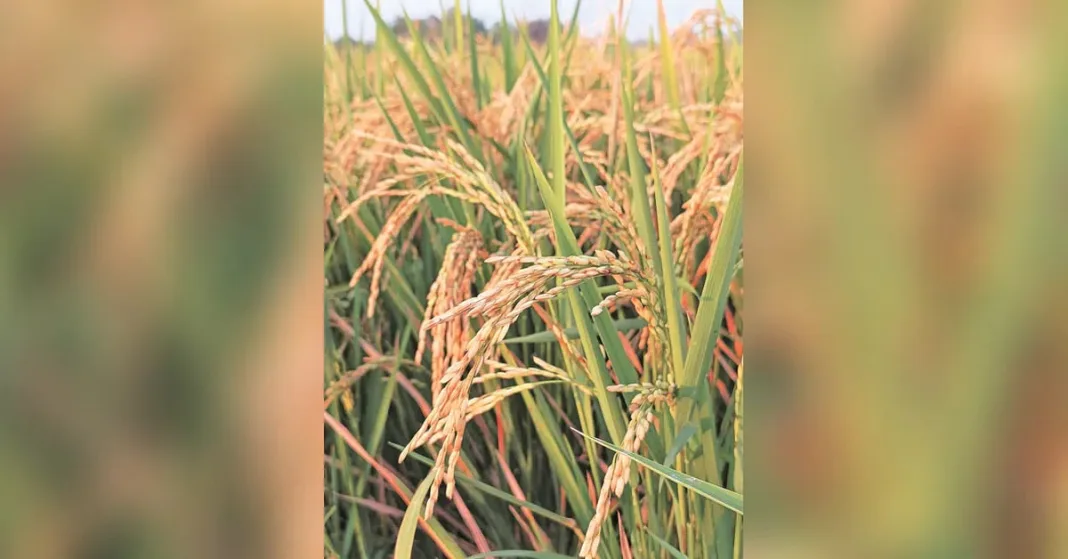 Paddy acreage down 3.65% on deficient rains in Karnataka, Jharkhand, Maha | Agriculture