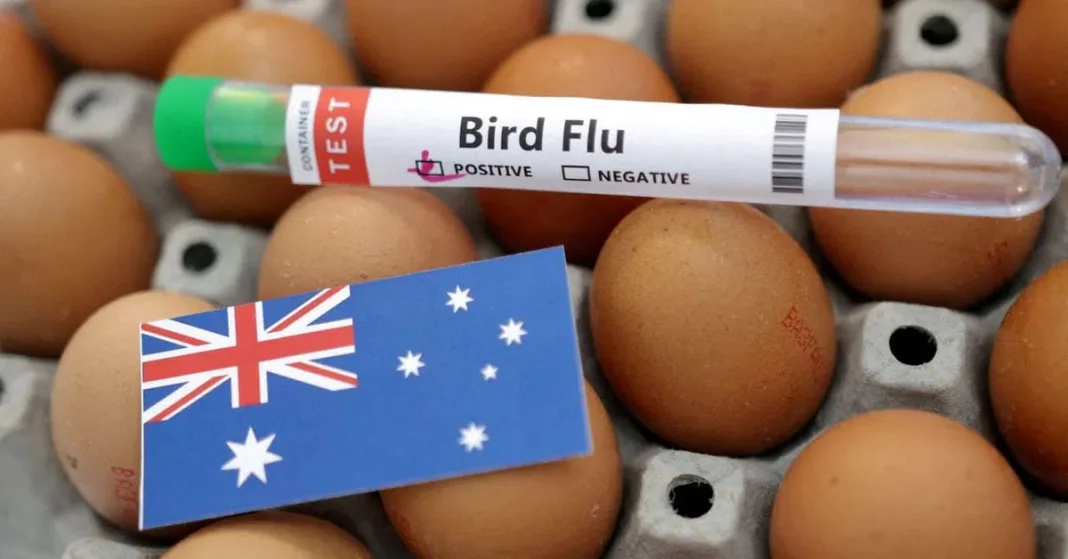 Australia confirms first H5N1 bird flu case in mammal as outbreak spreads | World News