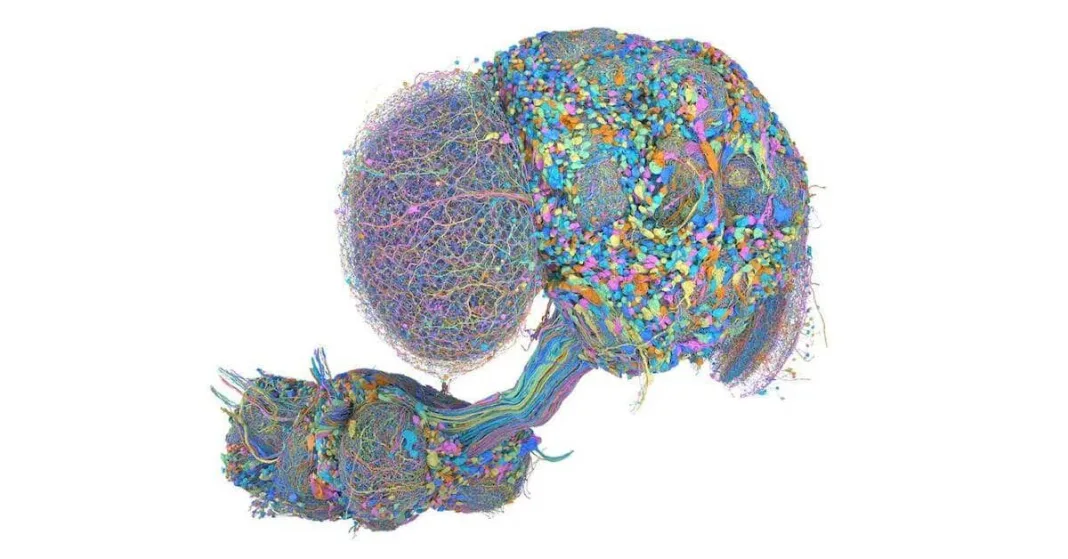 From dancing to playing poker, is there anything fruit fly brain can’t do? | World News