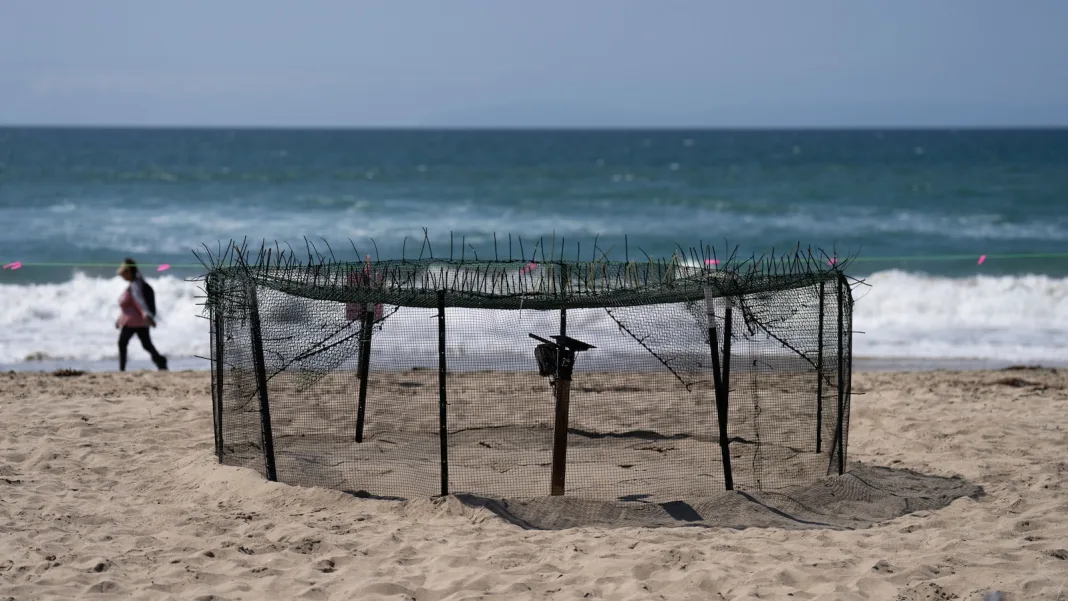 Agency says sea turtle eggs laid on California beaches are a first for the US West Coast