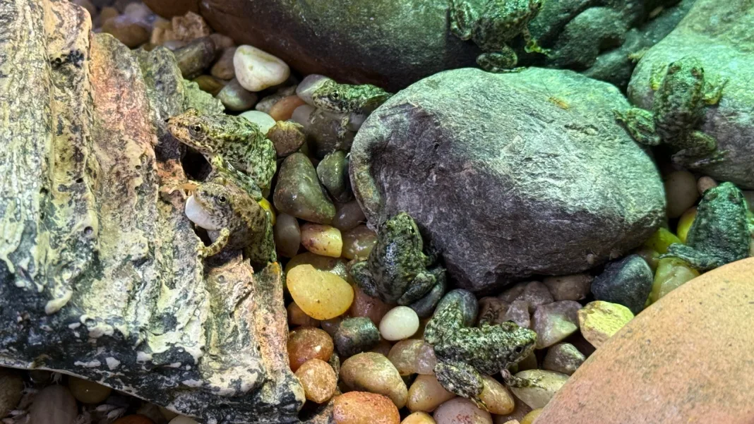 An endangered frog nursery in LA cares for hundreds of tadpoles until they’re ready for the wild