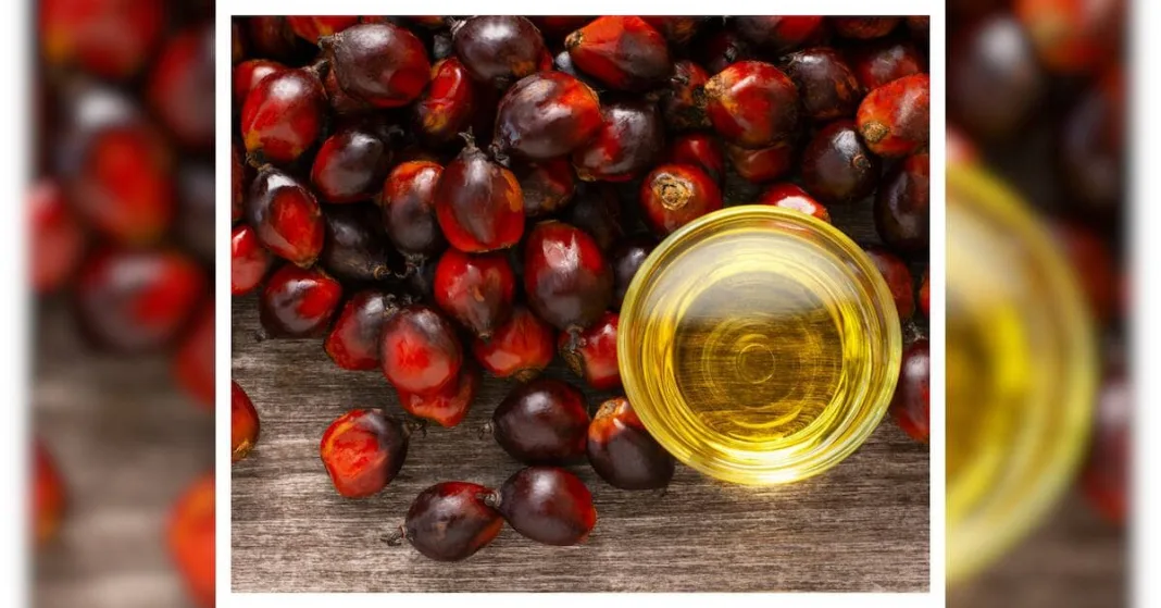India eyes new palm oil sources as Indonesia, Malaysia raise biofuel blends | Economy & Policy News