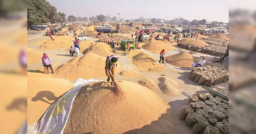 A problem of plenty in Haryana, Punjab as paddy glut sparks farmer distress | Agriculture