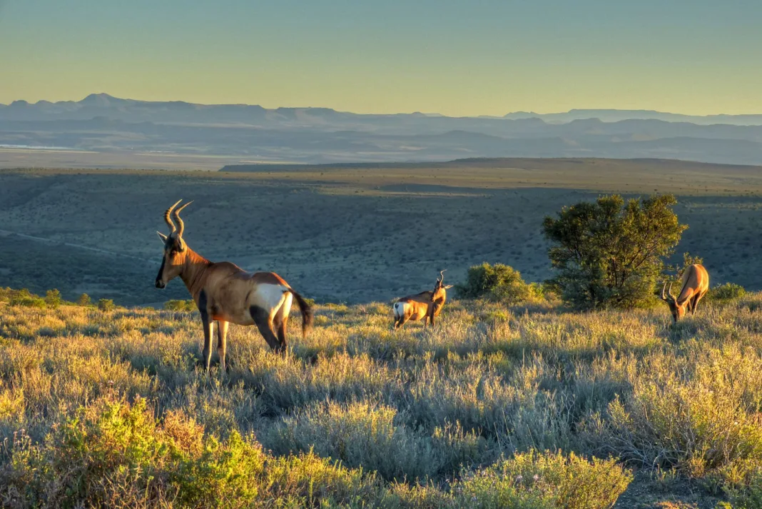 South Africa Declares New Grasslands National Park in Eastern Cape, Opening New Ecotourism Opportunities